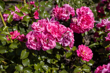 Many flowers of a purple twisting rose. Detailed macro view. Flower on a natural background, sunlight.