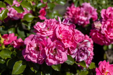 Many flowers of a purple twisting rose. Detailed macro view. Flower on a natural background, sunlight.