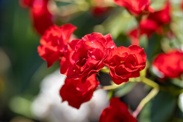 Many flowers of a red twisting rose. Detailed macro view. Flower on a natural background, soft light.