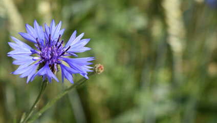 Blu flower in the meadow , full summer.