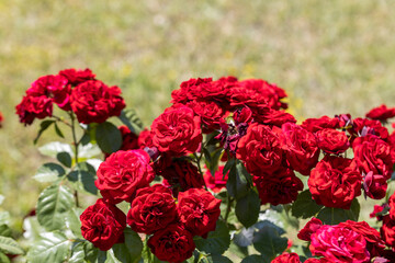 Red rose flower. Detailed macro view. Flower on a natural background, soft light.