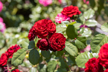 Red rose flower. Detailed macro view. Flower on a natural background, soft light.
