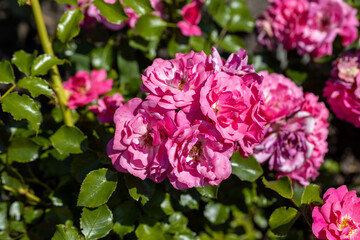 Many flowers of a purple twisting rose. Detailed macro view. Flower on a natural background, sunlight.