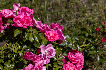 Many flowers of a purple twisting rose. Detailed macro view. Flower on a natural background, sunlight.