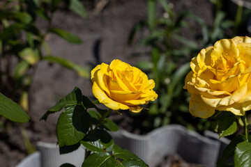 Yellow rose flower. Detailed macro view. Flower on a natural background, soft light.