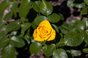 Yellow rose flower. Detailed macro view. Flower on a natural background, soft light.