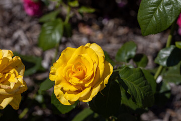 Yellow rose flower. Detailed macro view. Flower on a natural background, soft light.