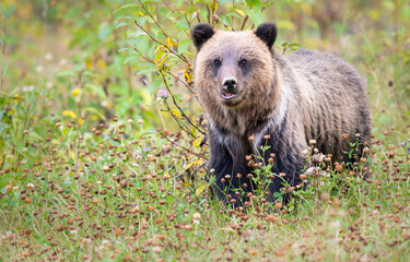 Fototapeta premium Grizzly bear in the wild