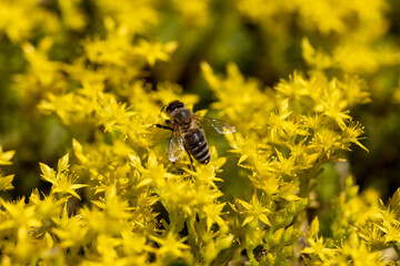 Bee on yellow garden flowers. Detailed macro view. Flower on a yellow natural background, bright sunlight.