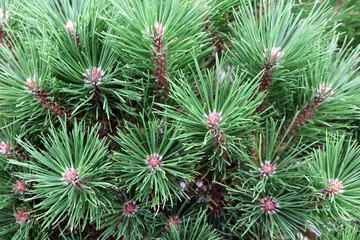Latsche - Legföhre - mountain pine - Pinus mugo mugo