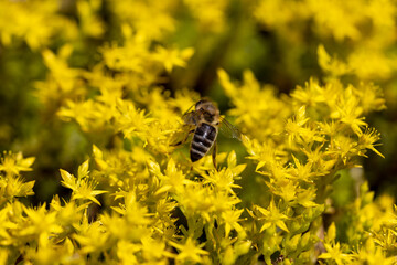 Bee on yellow garden flowers. Detailed macro view. Flower on a yellow natural background, bright sunlight.
