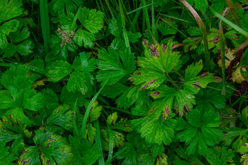 Water Droplets on Plant Reeds Macro
