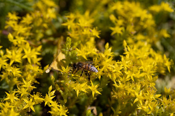 Bee on yellow garden flowers. Detailed macro view. Flower on a yellow natural background, bright sunlight.