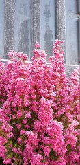 pink heather with frost