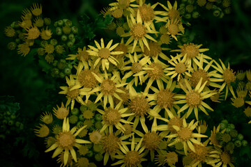 Naklejka na ściany i meble Yellow Ragwort Wild Flower Macro
