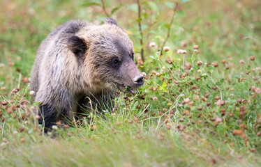 Grizzly bear in the wild