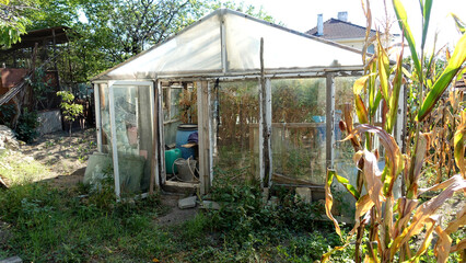Greenhouse in a garden in the summer.