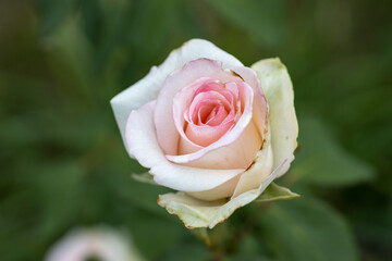 Pink rose flower. Detailed macro view. Flower on a natural background, soft light.