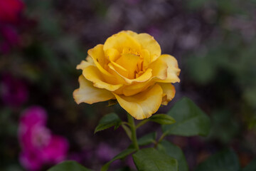 Yellow rose flower. Detailed macro view. Flower on a natural background, soft light.
