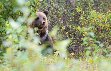 Grizzly bear in the wild