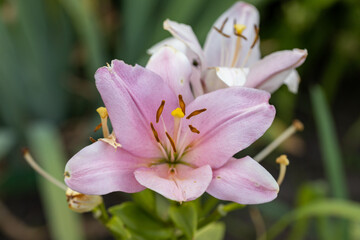 Fototapeta premium Pink lily flower. Detailed macro view. Flower on a natural background, soft sunlight.