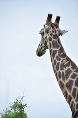 Close-up of the neck and head of a giraffe in a cloudy day in Kruger National Park, South Africa.