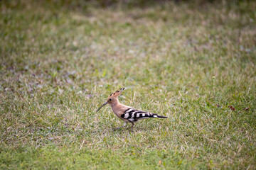 Bird hoopoe on green grass. Cloudy day.