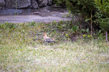 Bird hoopoe on green grass. Cloudy day.