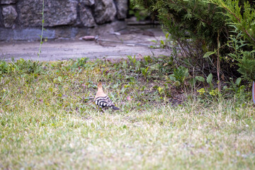 Bird hoopoe on green grass. Cloudy day.
