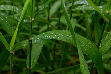 Water Droplets on Plant Reeds Macro