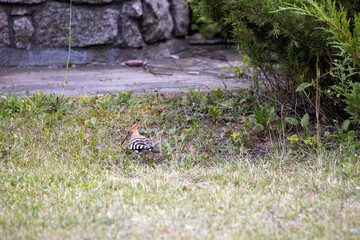 Bird hoopoe on green grass. Cloudy day.