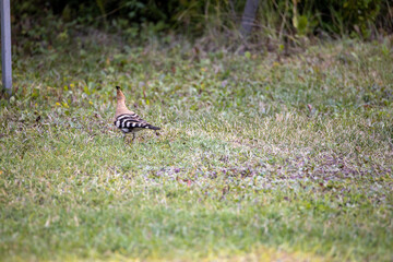 Bird hoopoe on green grass. Cloudy day.