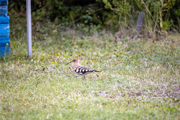 Bird hoopoe on green grass. Cloudy day.