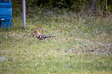 Bird hoopoe on green grass. Cloudy day.