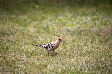 Bird hoopoe on green grass. Cloudy day.