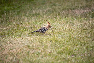 Bird hoopoe on green grass. Cloudy day.