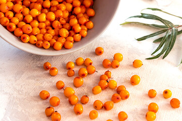 Freshly picked sea buckthorn berries in a grey bowl on light grey concrete background