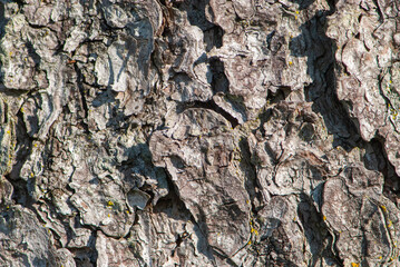 Brown bark structure of fir tree