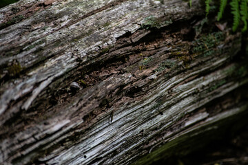 wood