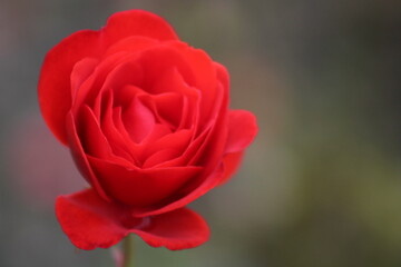 single red rose
