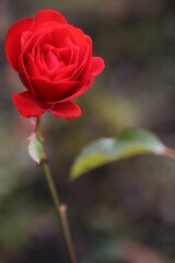 beautiful red rose