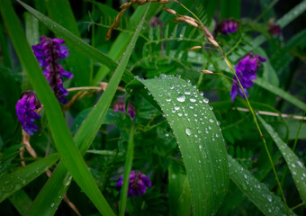 Water Droplets on Plant Reeds Macro