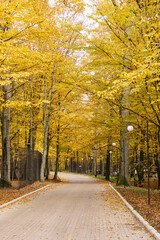 Fototapeta premium Autumn morning in the park with benches and lanterns against the background of yellow leaves. Beautiful lanterns in an autumn park