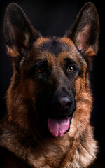 portrait of german shepherd dog in studio on dark background