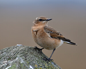 Wheatear