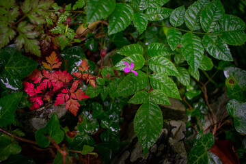 Ancient Celtic Stone Wall with Foliage