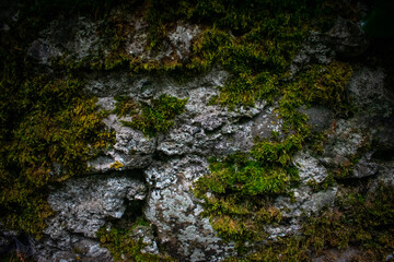Ancient Celtic Stone Wall with Foliage