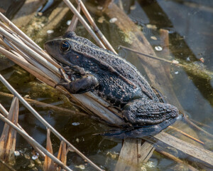 Marsh frog
