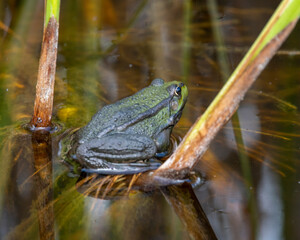 Marsh frog 