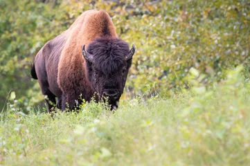Rolgordijnen Wood bison © Jillian